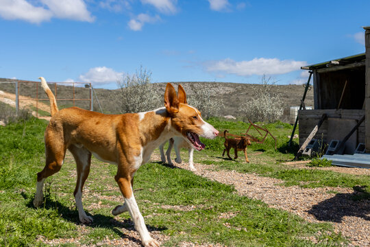 Hunting dogs running and playing in kennel on sunny day