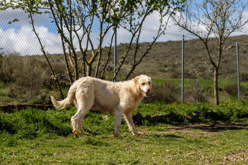 Fototapeta premium Hunting dog enjoying outdoor playtime in kennel