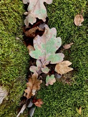 Fallen oak leaves and acorns on a green moss background. Autumn forest floor texture with natural details, symbol of seasonal change and woodland nature.
