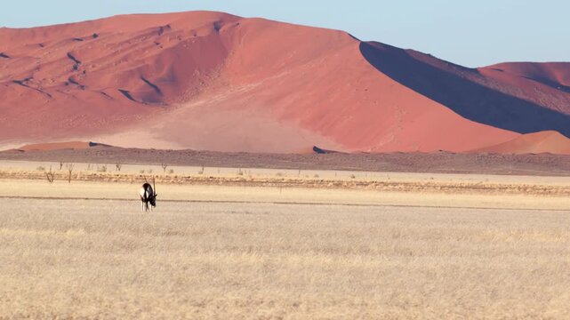a wide tracking shot of a gemsbok oryx grazing, with sand dunes in the background, at sossusvlei in namibia, africa