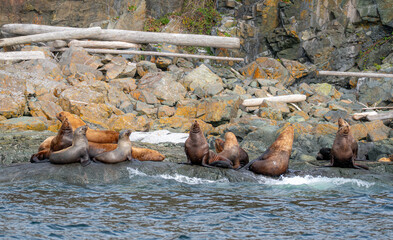 Sea Lions 