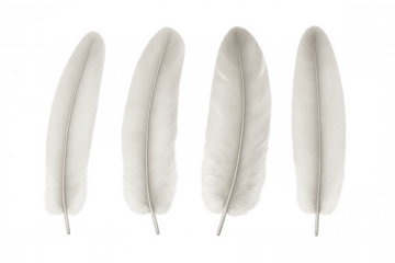 White fluffy bird feathers vector set with soft texture, realistic falling swan or goose down on transparent background