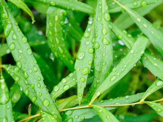 雨上がりの公園にて雨露が残る葉