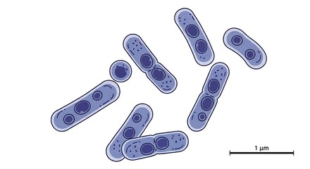 Clostridium Tetani Bacteria Vector Illustration – Tetanus Pathogen Microscopic View