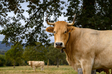 Majestic Cow in a Rural Landscape
