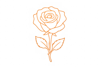 Hand drawn orange rose line art drawing