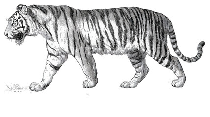 Fototapeta premium Vintage black and white scientific illustration of a tiger.