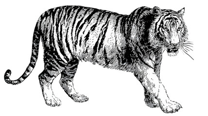 Naklejka premium Vintage black and white engraving of a walking tiger.