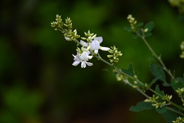 Japanese white bush clover flowers. Fabaceae deciduous shrub. The sight of elegant white butterfly-shaped flowers swaying in the breeze in gardens is a symbol of autumn in Japan.