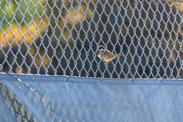 House Sparrow on Chain-Link Fence