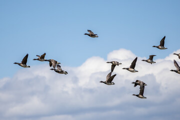 Flock of Brant Geese Flying Over Cloudy Sky