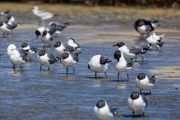 Laughing Gulls Gathering in Shallow Water