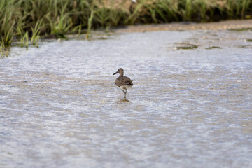 Shorebird Walking in Coastal Water