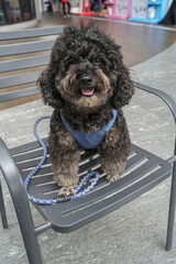 Adorable black poodle sitting on a metal chair with a blue harness and leash, smiling happily — stylish pet portrait capturing modern lifestyle, joy, and companionship.