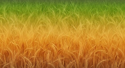 Vivid Gradient of Green to Orange Wheat Field with Ripe Grain in Natural Setting