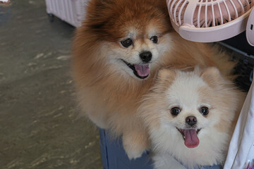 Two fluffy Pomeranian dogs with happy expressions sit together indoors, captured in a cute, bright, and friendly moment perfect for pet lifestyle and commercial content.