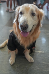 A friendly Golden Retriever wearing a black outfit sits calmly with a happy expression, showcasing a warm, gentle, and photogenic moment perfect for pet lifestyle and commercial content.