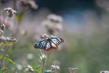 旅をする蝶　アサギマダラ