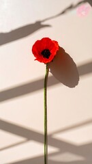 Single poppy against a light beige background with shadows