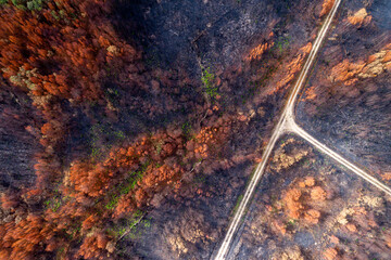 Crossroads in a Burnt Forest