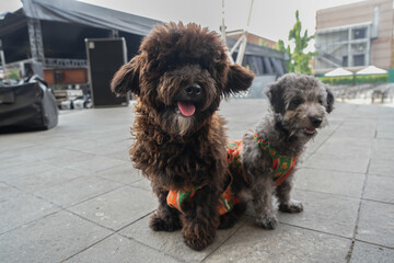 Two fluffy dogs wearing matching outfits posing outdoors; cute, playful, and joyful moment ideal for fun, aesthetic, and trending pet content.