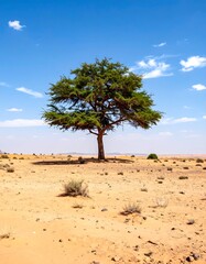 Single tree in a vast desert landscape