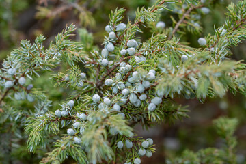 Juniperus communis, the common juniper, is a species of small tree or shrub in the cypress family Cupressaceae. Firehole Canyon Road, Yellowstone National Park, Wyoming.