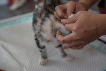 A tiny kitten receiving gentle care, highlighting a tender pet grooming moment with a soft, calm atmosphere perfect for veterinary, pet care, and animal wellness content.
