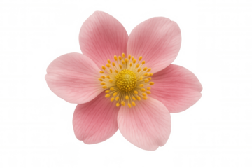 Pink anemone flower blooming, delicate petals surrounding the yellow stamen, transparent background for design