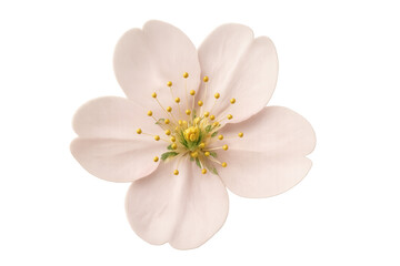 Fototapeta premium Cherry blossom flower with delicate pink petals and yellow stamen, blooming in spring, transparent background