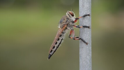 Macro shot of a robber fly perched on a metal pole, displaying fine details of its eyes, legs, and textured body against a smooth bokeh background