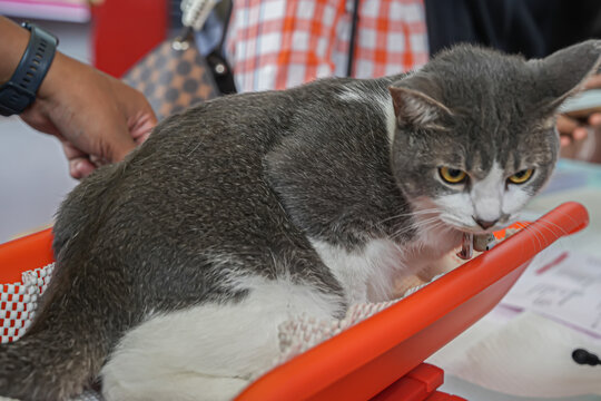 A grey-and-white cat on a vet scale looking alert and tense, featuring close-up details, vibrant colors, and a candid pet-care atmosphere