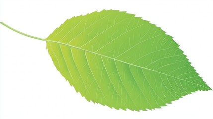 Obraz premium A vibrant green leaf with serrated edges and prominent veins, isolated on a white background.