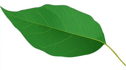 Obraz premium Single green leaf with a prominent stem, isolated on a clean white background.