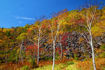 千畳くずれと紅葉