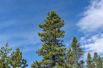 Pinus contorta, lodgepole pine, shore pine, twisted pine. Firehole Lake Drive. Lower Geyser Basin. Yellowstone National Park, Wyoming.  