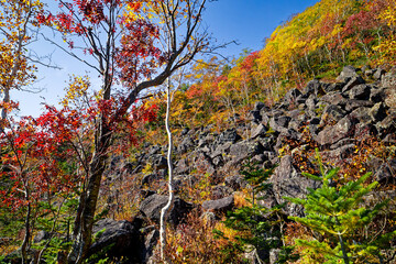 千畳くずれと紅葉