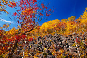 千畳くずれと紅葉