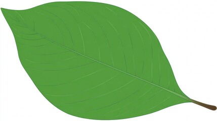 Obraz premium A single green leaf with visible veins and a brown stem on a white background.