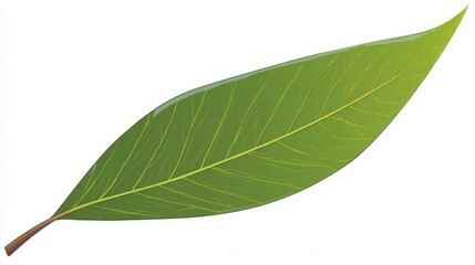 Fototapeta premium Close-up of a vibrant green leaf with detailed veins, isolated on white background.