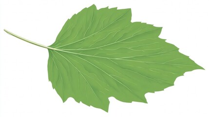 Obraz premium Fresh green leaf isolated on white background, a close-up macro detail of nature's foliage