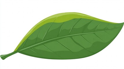 Obraz premium Illustration of a single green leaf with a lighter green area at the top.