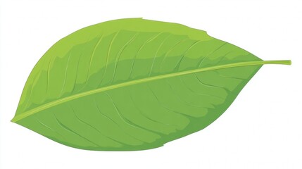 Obraz premium A macro close-up of a fresh green leaf with detailed vein texture, isolated on a pure white background