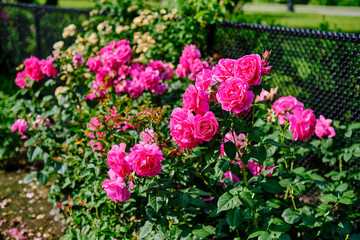 pink flowers in the garden