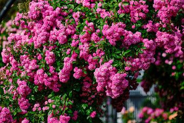 Obraz premium Close up of purple Lagerstroemia or crape myrtle.