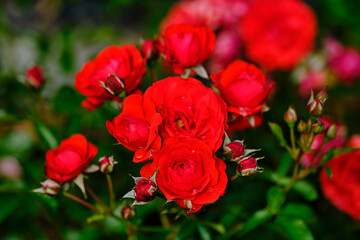 red roses in garden