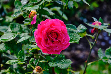 pink rose in garden covered in water droplets