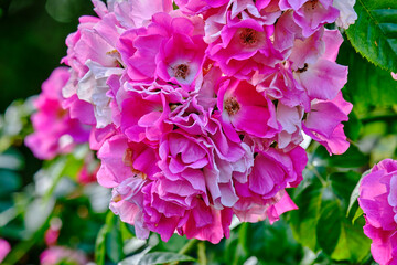 Close up of pink and white flowers