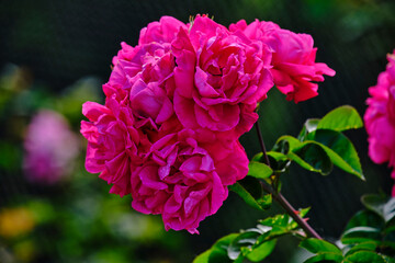 pink rose bush