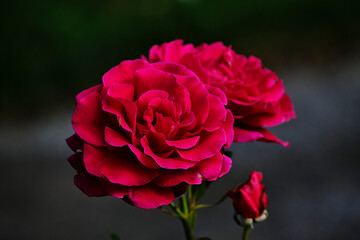 red rose on black background